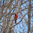 #bird-column, #boothbay register, #jeff and allison wells, #birds, #maine, #northern cardinal