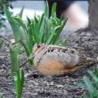 #bird-column, #woodcock, #boothbay register, #Jeff and Allison Wells, #birds, #Maine