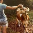 Cow