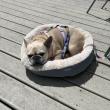 dog friendly, dog beds, cocktails, outside deck