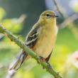 #bird-column, #hurricane-lee, #jeff and allison wells, #maine, #birds, #lobsterman, #boothbay register, bay-breasted warbler