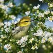 #bird-column, #hurricane-lee, #jeff and allison wells, #maine, #birds, #lobsterman, #boothbay register, black-throated green warbler