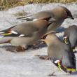 #bird-column, #jeff and allison wells, #birds, #boothbay register, #maine, #seal river watershed, #bohemian waxwing