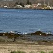 #bird-column, #boothbay register, #jeff and allison wells, #maine, #birds, #migration, #laughing gulls