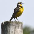 #bird-column, #boothbay register, #jeff and allison wells, #maine, #birds, #migration, #eastern meadowlark