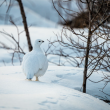 #bird-column, #boothbay register, #a bird’s tale, #jeff and allison wells, #maine, #birds, #willow ptarmigan