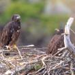 #bird-column, #boothbay register, #jeff and allison wells, #birds, #maine, #chimney swifts, #bald eagles
