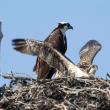 #bird-column, #boothbay register, #jeff and allison wells, #birds, #maine, #chimney swifts, ospresy