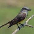 #bird-column, #tropical kingbird, #boothbay register, #jeff and allison wells, #maine, #birds