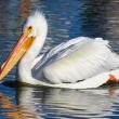 #bird-column, #bird migration, #migration, #birds, #boothbay register, #penbay pilot, #wiscasset newspaper, #jeff and allison wells, #maine, #american white pelican