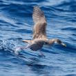 #bird-column, #bird migration, #migration, #birds, #boothbay register, #penbay pilot, #wiscasset newspaper, #jeff and allison wells, #maine, #cory’s shearwater