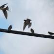 #bird-column, #maine, #bird, #jeff and allison wells, #boothbay register, #swallows
