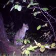 Lincolnville Bobcat 