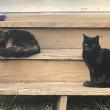Social distancing? (Photo courtesy Carolyn Kanicki)
