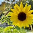 Jane Schroeder, of Rockland, “came home from book group, saw that this sunflower had bloomed, went to take a quick photo. When I clicked the shot I heard a commotion and realized I had surprised a goldfinch! Amazing! (Photo courtesy Jane Schroeder)