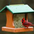 (Photo courtesy Mid-Coast Audubon)