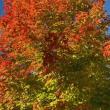 Brilliant fall colors