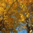 Tapestry in indigo and gold, high on a hill in Union (Photo by Penelope Olson)