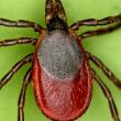 Female deer tick. MaineHealth Institute for Research