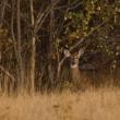 Deer in woods
