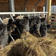 The Belted Galloways of Aldermere Farm. (Photo courtesy Maine Coast Heritage Trust)