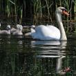 Mute swans have occasionally bred in southern Maine. Despite their demure appearance, they are often aggressive toward other waterfowl and to people. Photo by Charles J. Sharp, courtesy of Wikimedia Commons