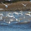 A flock of tundra swans in their normal wintering range along the coast of North Carolina. A tundra swan made a rare visit to Maine recently. Photo: Allie Stewart/USFWS, courtesy Wikimedia Commons