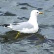 Two common gulls - not so common in Maine - was discovered this week in Rockland. The birds are actually common Europe. Courtesy of Mike Pennington, Wiki Commons