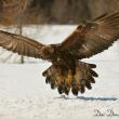 Golden Eagle. (Photo by Don Dunbar)