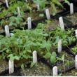 Native plants. (Photo courtesy UMaine Cooperative Extension)