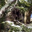 Porcupine
