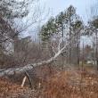 A tree fell on a transmission line, knocking power out in the Camden-Rockport area Dec. 16. (Photo courtesy Central Maine Power)