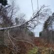 A tree fell on a transmission line, knocking power out in the Camden-Rockport area Dec. 16. (Photo courtesy Central Maine Power)