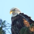 An eagle perched above Damariscotta Mills, Dec. 22. On Christmas Eve, President Biden signed into law the amendment of Title 36, United States Code, to designate the bald eagle as the national bird. (Photo courtesy Lee Emmons)