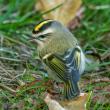 The presence of golden-crowned kinglets is more often revealed through its rapid, high-pitched calls, but in seeing one up close, their beauty is spectacular. Photo by Rhododendrites, courtesy of Wikimedia Commons