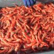 Maine shrimp, 2016