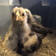 two down-covered chick transitioning to feather-covered pullets
