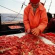 Photo courtesy Port Clyde Fresh Catch