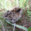 Aleutian tern chick