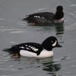 The population of Barrow's goldeneye in eastern North America is quite small and Maine is fortunate that we have them regularly, though in small numbers, each winter. (Photo by DKRKaynor, courtesy of Wikimedia Commons.)