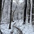 Cameron Mountain Trail. (Photo courtesy Coastal Mountains Land Trust)