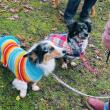 Doggie Fashion Show. (Photo courtesy Camden Public Library)