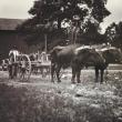 Oxen