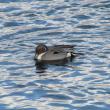 Among the 200 or so mallards wintering at the Gardiner waterfront this year is this gorgeous male northern pintail. (Photo courtesy of Jeff Wells)