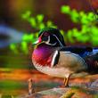 male wood duck in the shallow waters of Bear Pond