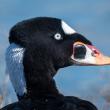 Surf scoters are just one of the stunning waterfowl species that can be seen along the coast during our Maine winters. Photo by Becky Matsubara, courtesy of Wikimedia Commons.