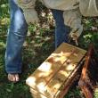 Bee inspection. (Photo Merryspring Nature Center)