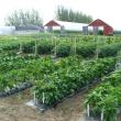 Highmoor Farm by David Handley. (Highmoor Farm courtesy University of Maine Cooperative Extension)