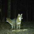 Foxes