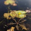 Swollen Bladderwort (Utricularia inflata) is an aquatic invasive plant now found in Maine. (Photo by Debbie Broderick)